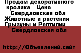 Продам декоративного кролика › Цена ­ 3 000 - Свердловская обл. Животные и растения » Грызуны и Рептилии   . Свердловская обл.